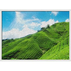 Topný obraz - Zelené plantáže