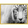 Topný obraz - Bílý tygr