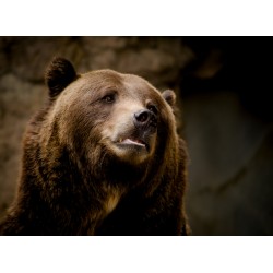 infrapanel - Medvěd grizzly