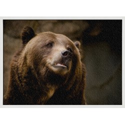 Topný obraz - Medvěd grizzly