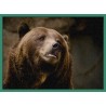 Topný obraz - Medvěd grizzly