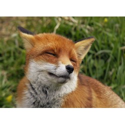 infrapanel - Smějící se liška