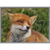 Topný obraz - Smějící se liška