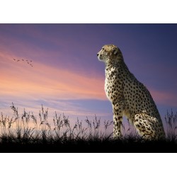 infrapanel - Gepard