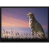 Topný obraz - Gepard