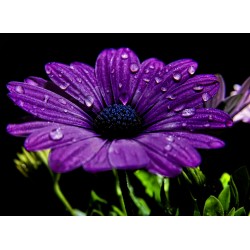 infrapanel - Fialový květ