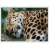 Topný obraz - Spící leopard