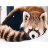 Topný obraz - Panda červená