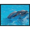 Topný obraz - Delfíni