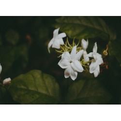 infrapanel - Bílý květ