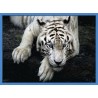 Topný obraz - Ležící bílý tygr