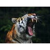 Topný obraz - Zívající tygr