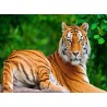 Topný obraz -Tygr sibiřský