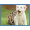 Topný obraz - Mláďata kočkovitých šelem