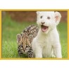 Topný obraz - Mláďata kočkovitých šelem