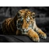 Topný obraz - Tygr bengálský