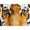 Topný obraz - Tygří pohled