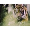 Topný obraz - Tygr indický
