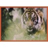 Topný obraz - Tygr indický