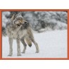 Topný obraz - Vlk