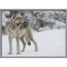 Topný obraz - Vlk