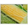 Topný obraz - Kukuřice