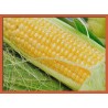 Topný obraz - Kukuřice
