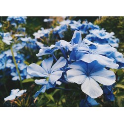 infrapanel - Modré květy