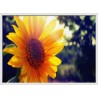 Topný obraz - Slunečnice v letních paprscích