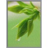 Topný obraz - Zelená rostlina