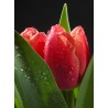 Topný obraz - Orosený tulipán