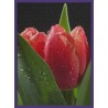 Topný obraz - Orosený tulipán