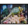 Topný obraz - Chameleon