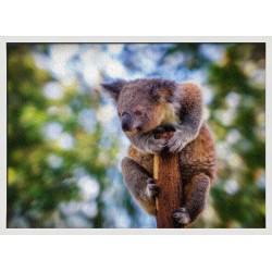 Topný obraz - Koala
