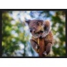 Topný obraz - Koala