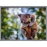 Topný obraz - Koala
