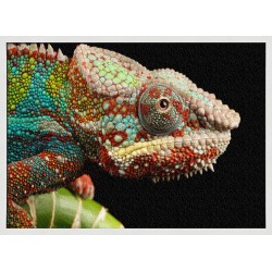 Topný obraz - Zbarvený chameleon