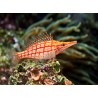 Topný obraz - Ryba na korálovém útesu
