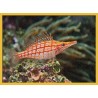 Topný obraz - Ryba na korálovém útesu