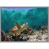 Topný obraz - Mořská želva