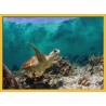 Topný obraz - Mořská želva