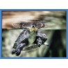 Topný obraz - Vodní želva