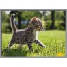 Topný obraz - Mourovaté kotě
