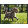 Topný obraz - Mourovaté kotě