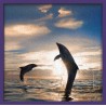 Topný obraz - Skákající delfíni