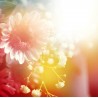 Topný obraz - Sluneční paprsky a květiny