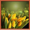 Topný obraz - Žluté tulipány