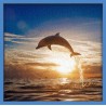 Topný obraz - Delfín při západu slunce
