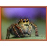 Topný obraz - Pavouk