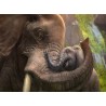 Topný obraz - Sloní objetí